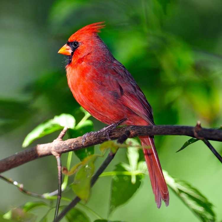 Cardinal on branch