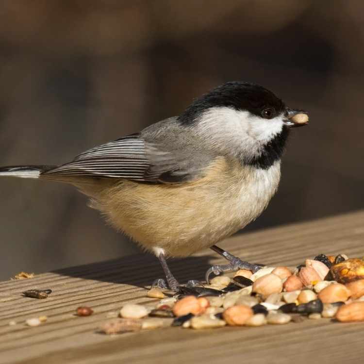 Chickadee feeding