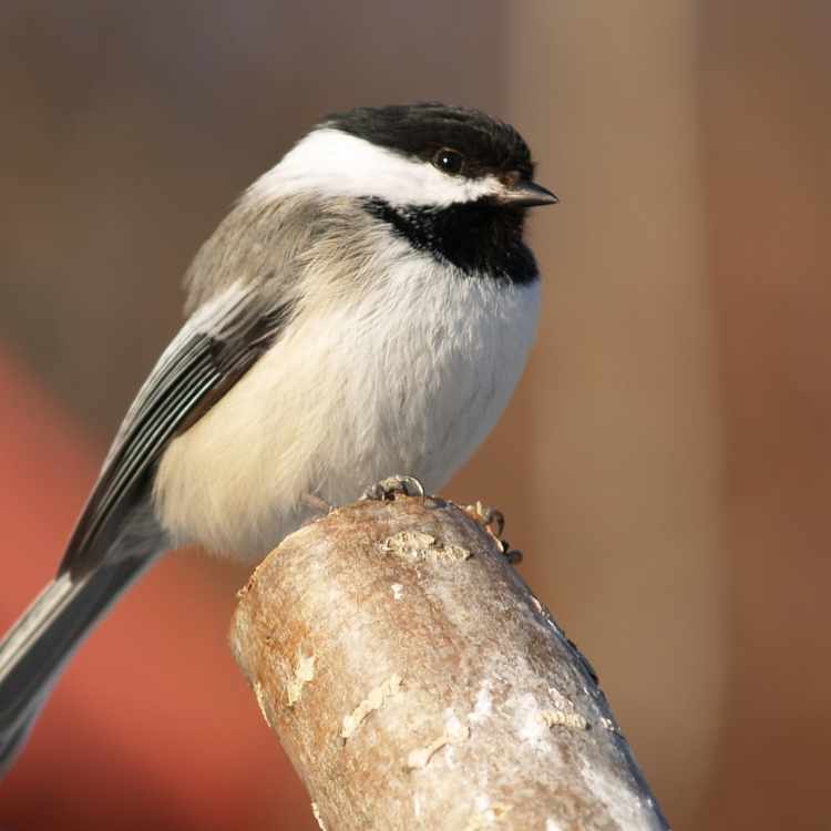 Chickadee on tree