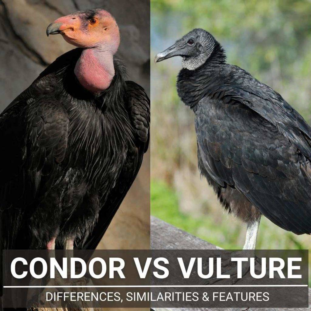 condor vs vulture