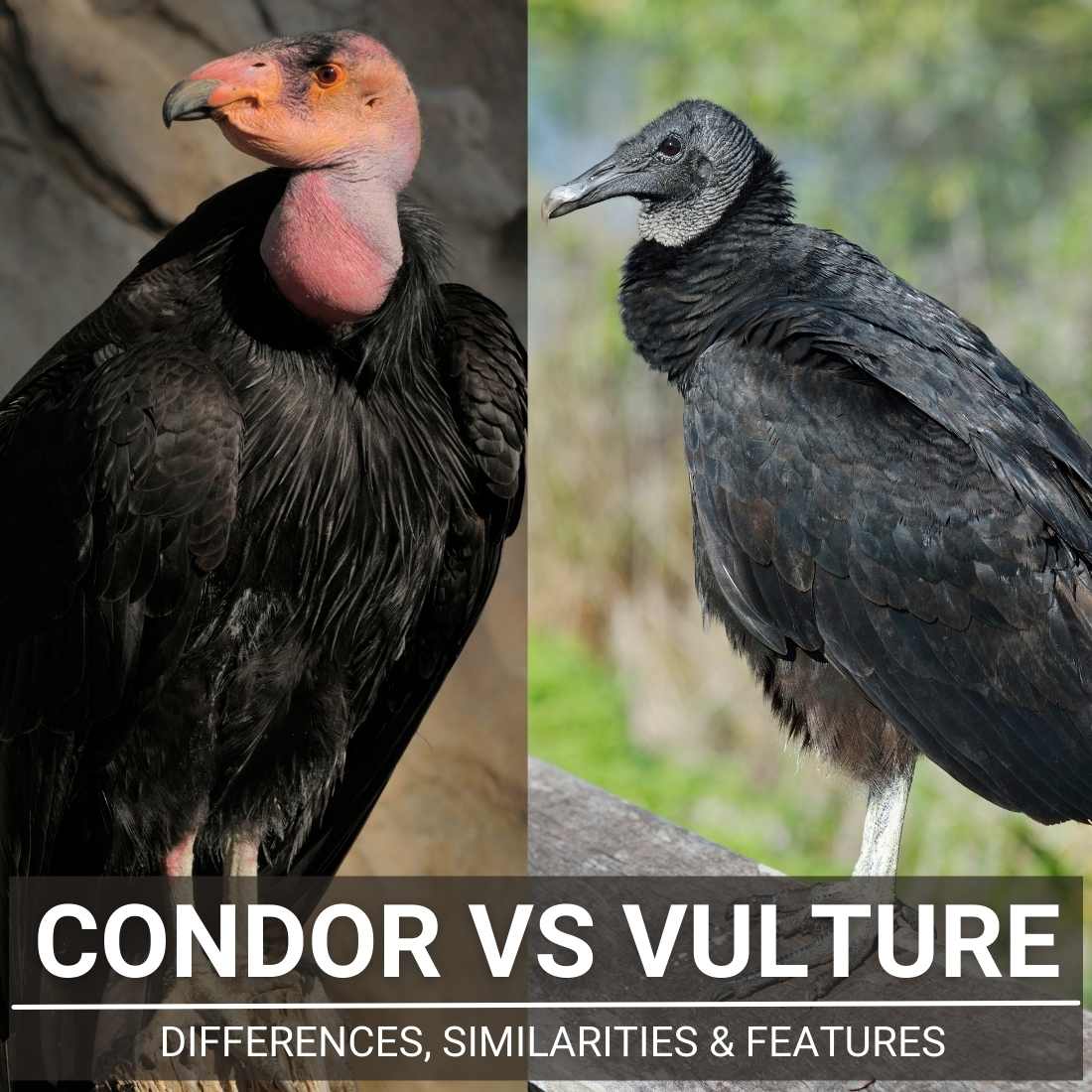 Condor Vs Vulture