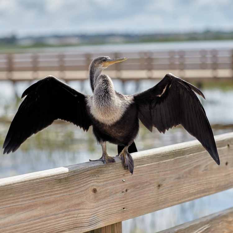 Cormorant on fence