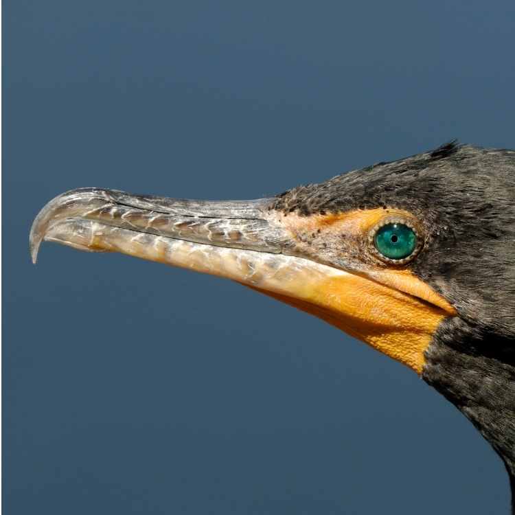 Double-crested_Cormorant