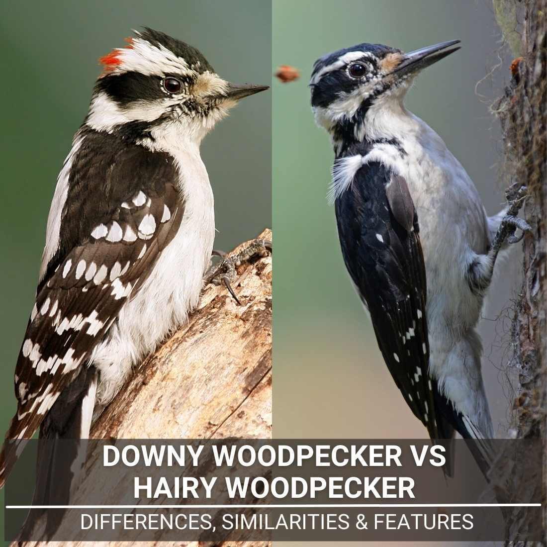 Downy Woodpecker Vs Hairy Woodpecker