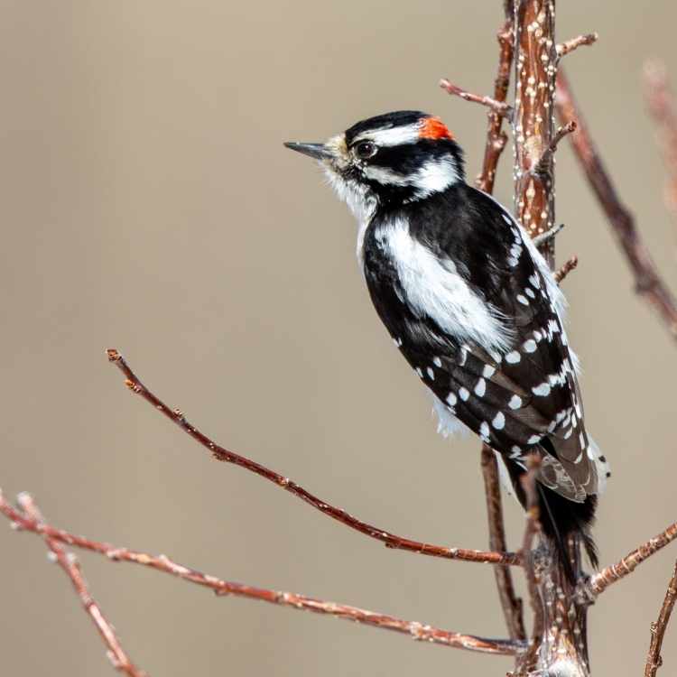 Downy Woodpecker on tree