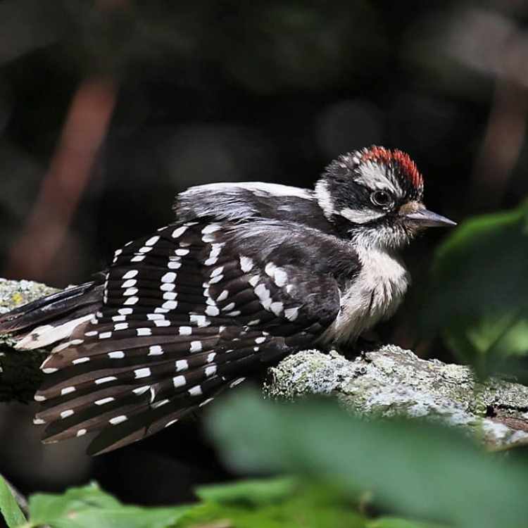 Downy Woodpecker relaxing