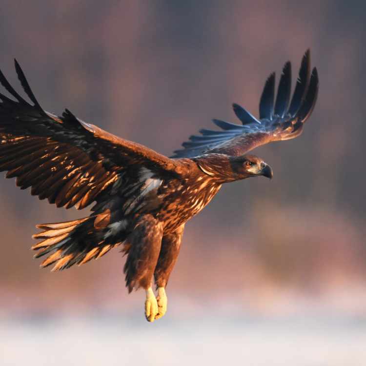 eagle flying