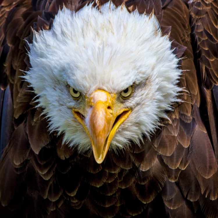 bald eagle