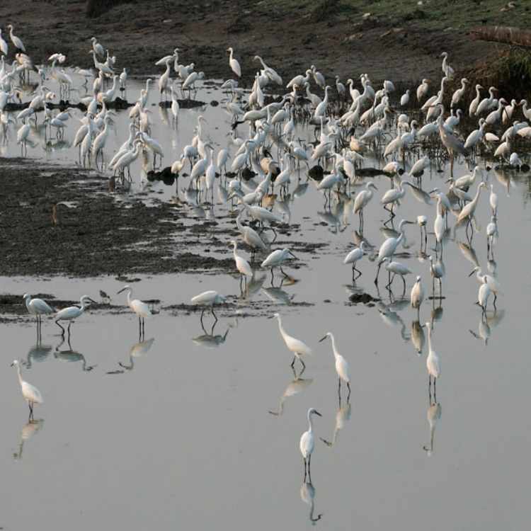 Egrets in India