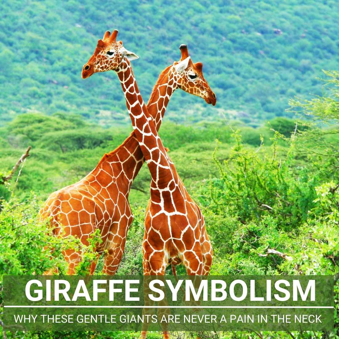 Giraffe Symbolism