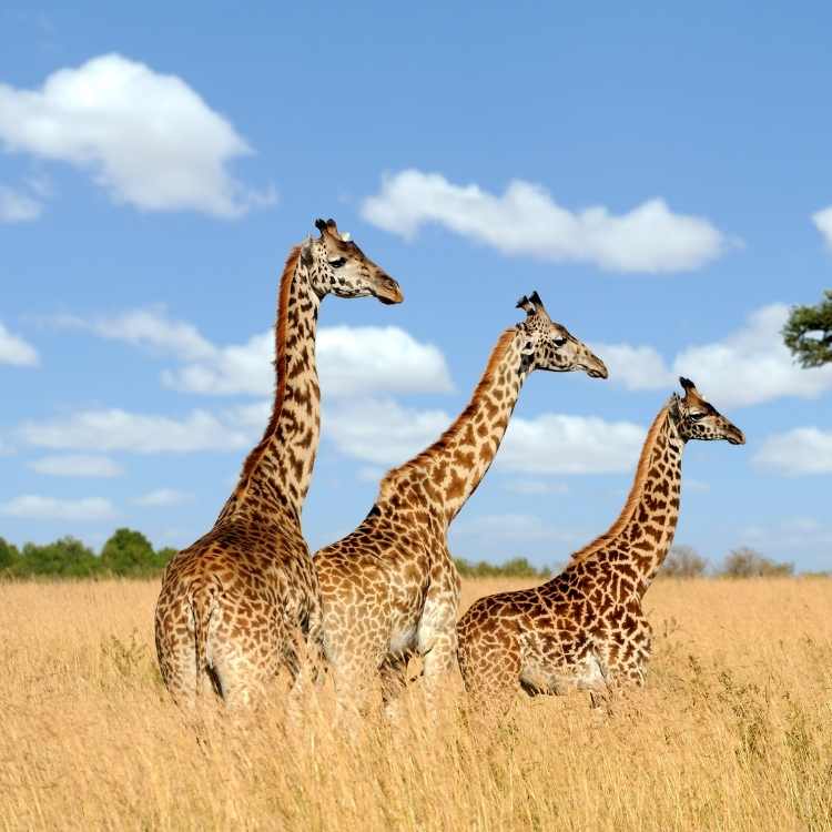 Giraffe savana