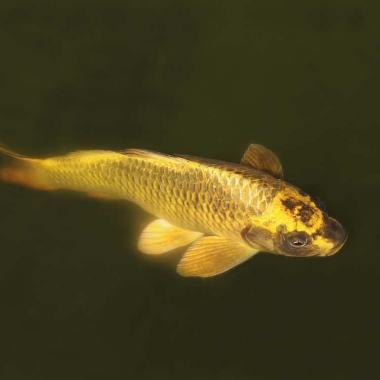 Gold koi fish