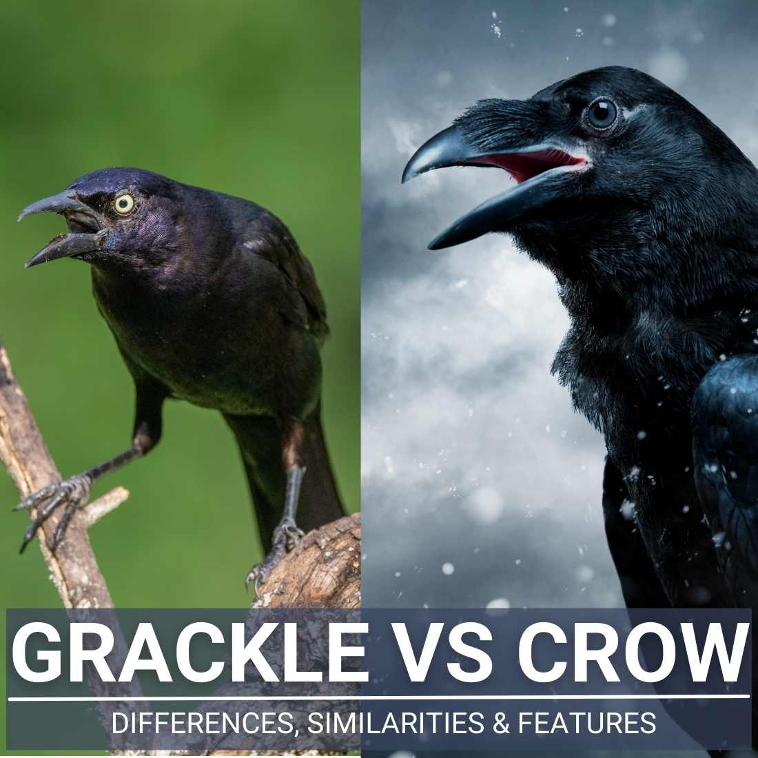 Grackle Vs Crow