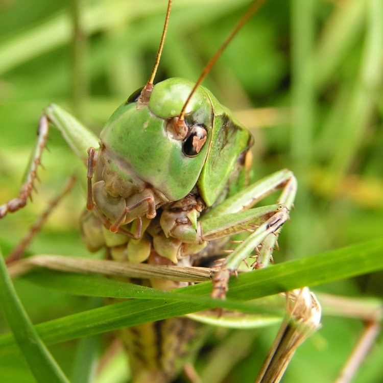 Grasshopper-spiritual