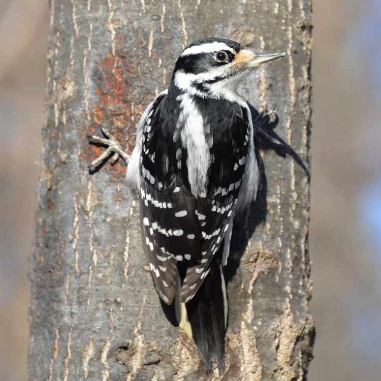 Hairy_woodpecker on tree