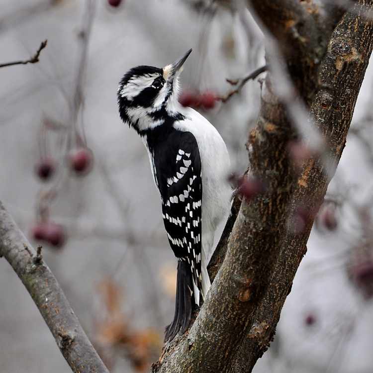 Hairy_woodpecker on tree 2