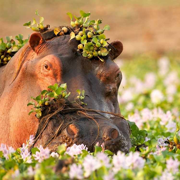 Hippopotamus