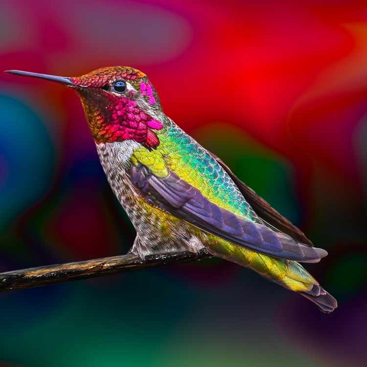 Hummingbird helps to heal