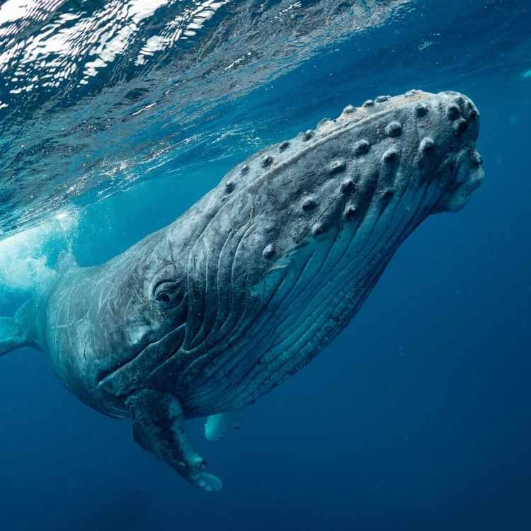 Humpback Whale meaning