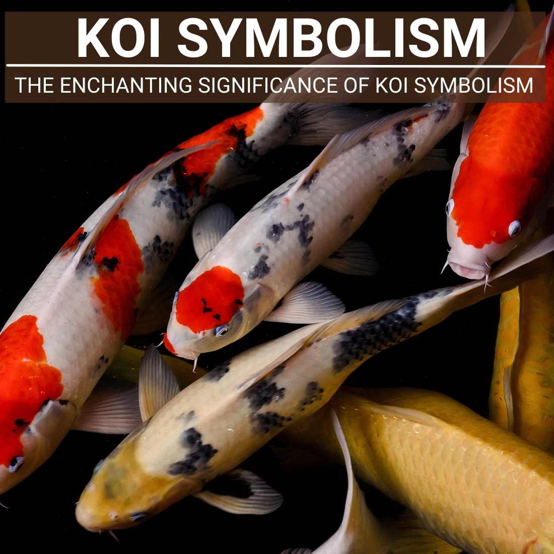 Koi Symbolism