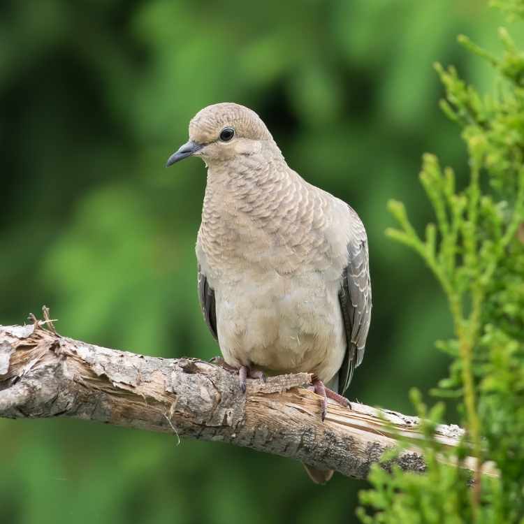 Mourning Dove 2022 Turtle Dove vs Mourning Dove - Full Guide: Differences, Similarities, Best Features