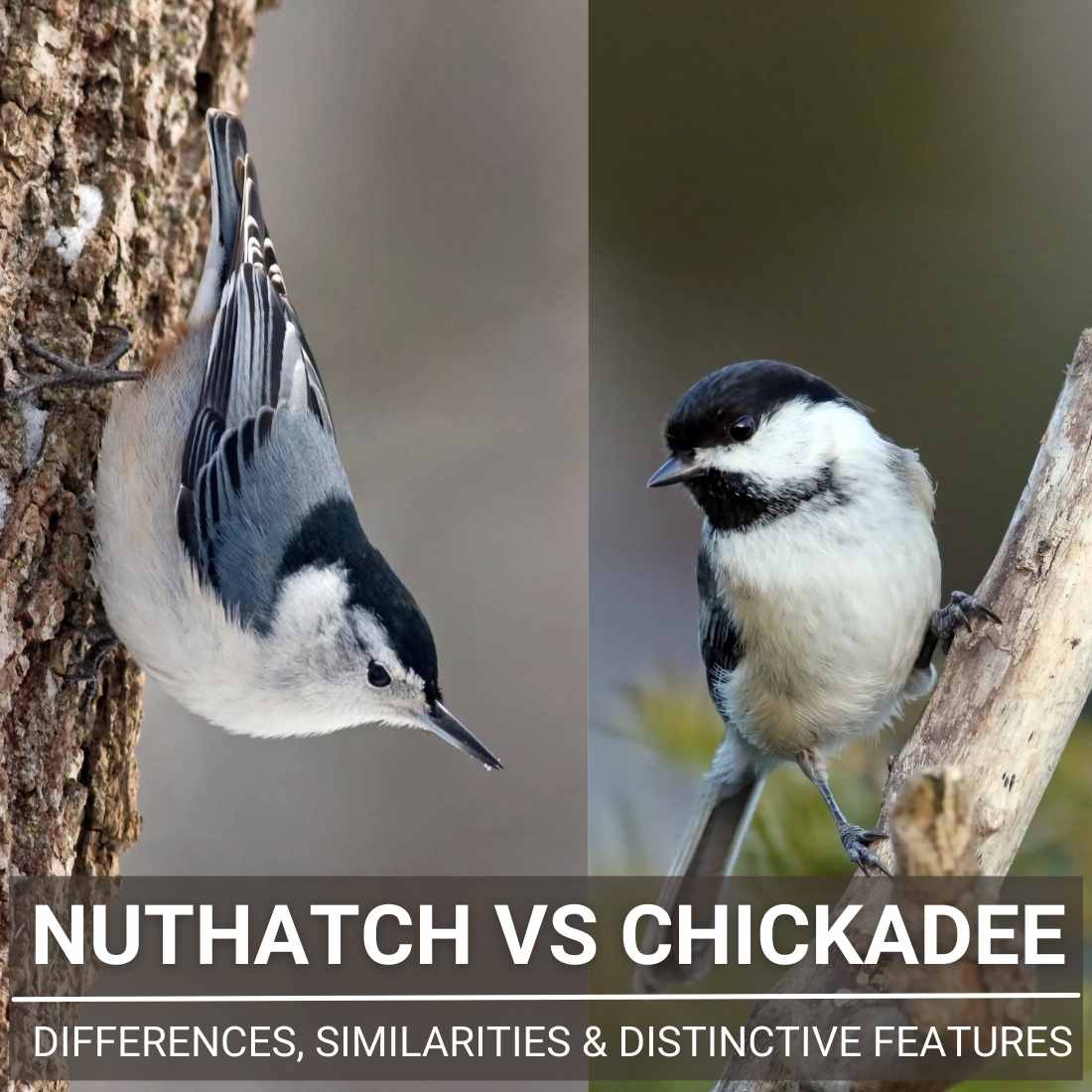 Nuthatch Vs Chickadee