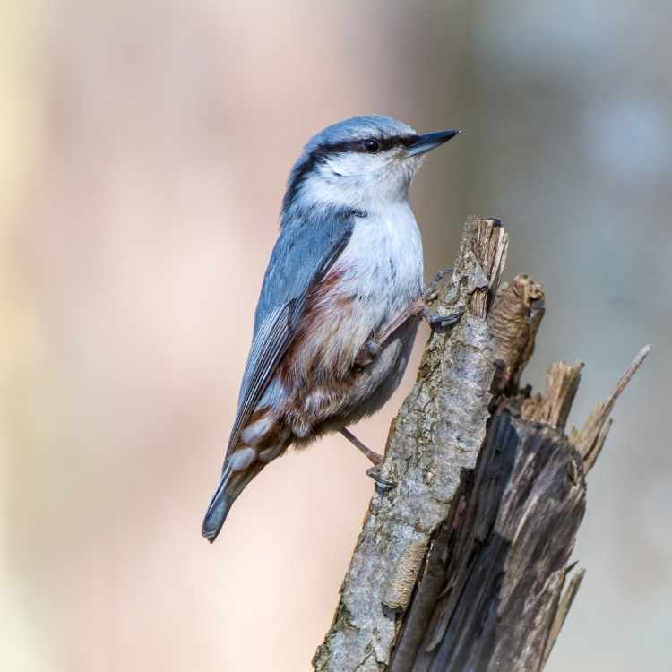 Nuthatch on stem