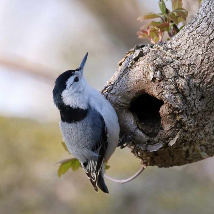 Nuthatch on tree