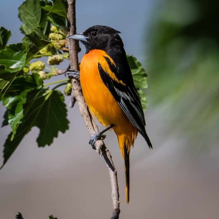 Orchard Oriole