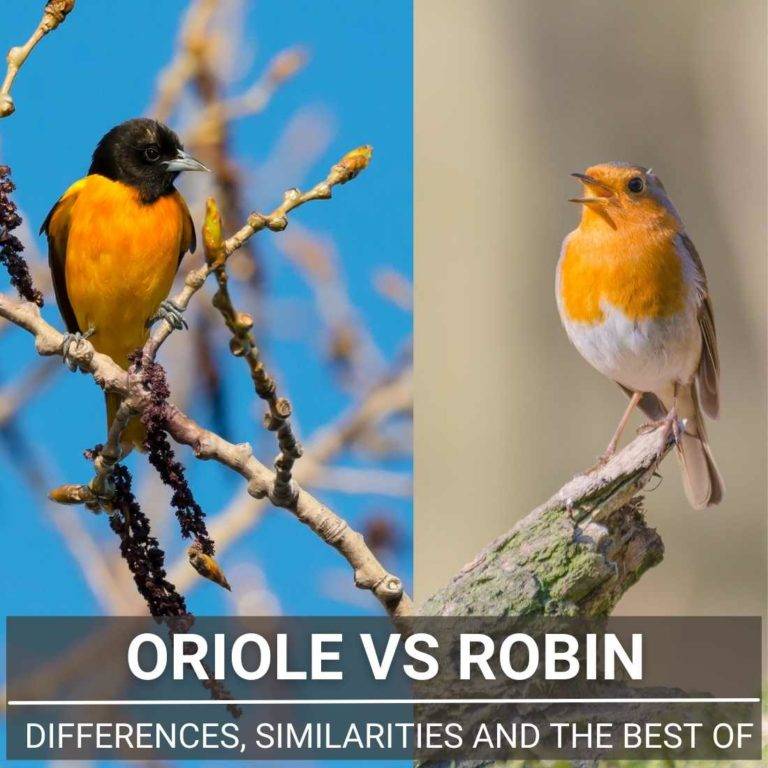 Oriole Vs Robin A Guide To Differences And Similarities