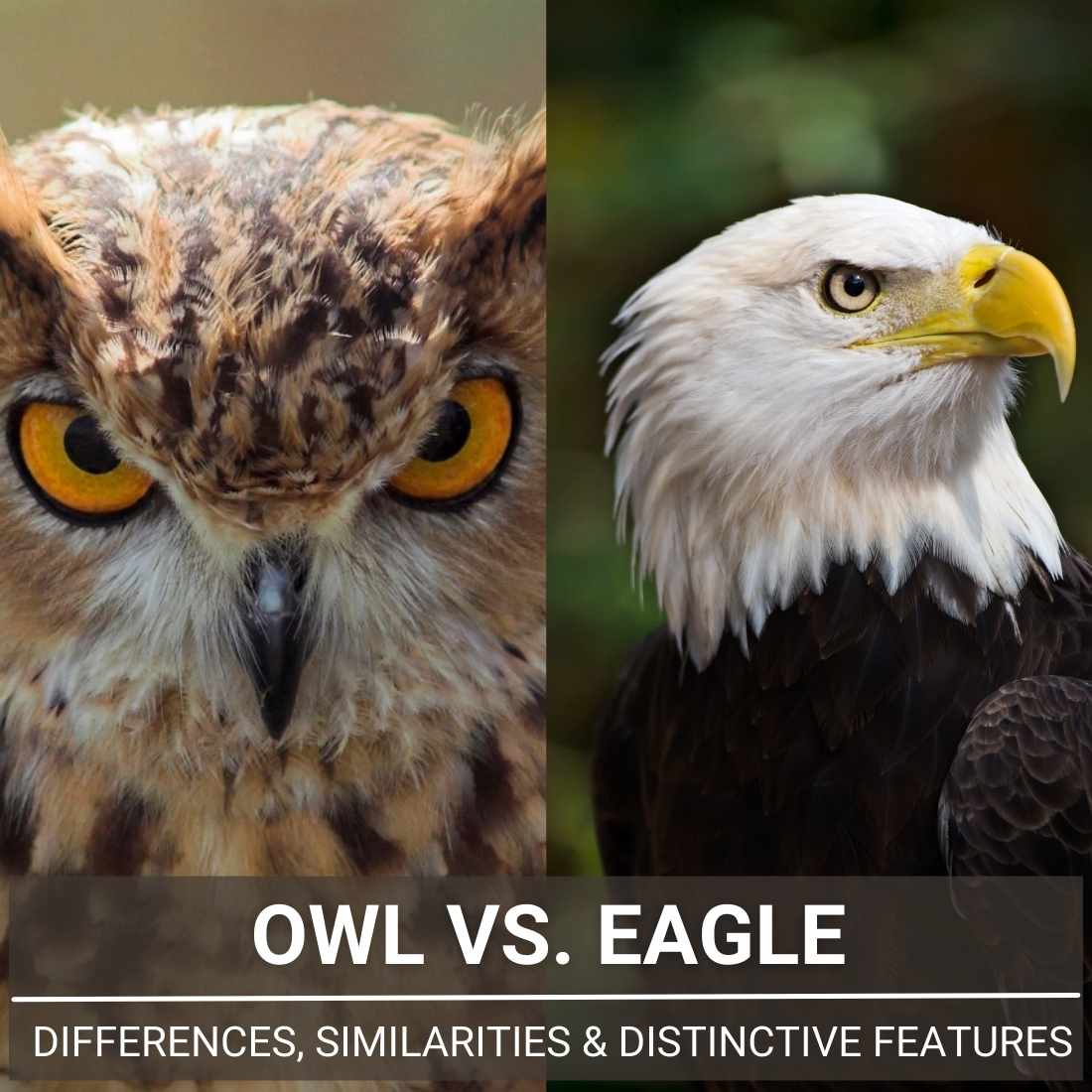 Owl Vs. Eagle