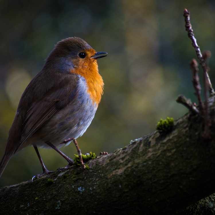 Red Robin bird Red Robin vs Cardinal Showdown: Unveiling Key Differences