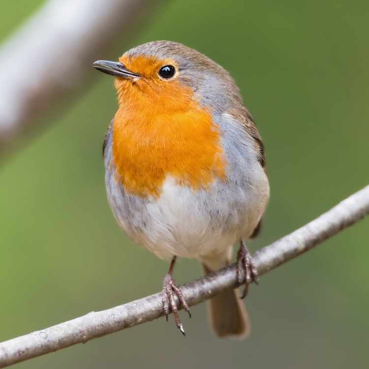 Red Robin on tree