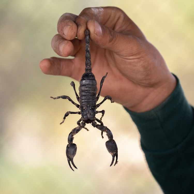 Scorpion animal represening recovery