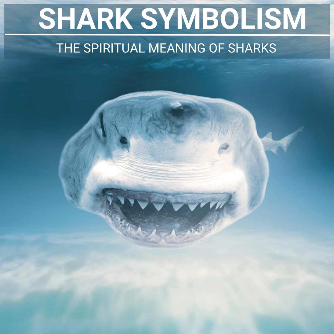 Shark Symbolism