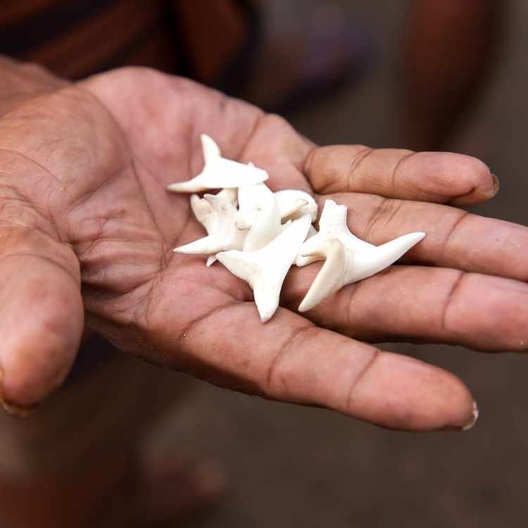 Shark teeth