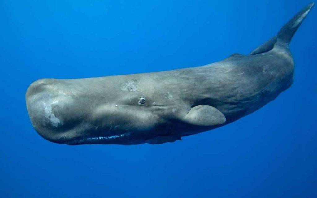 Sperm Whale meaning