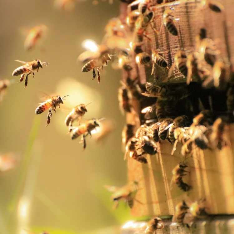 creative bees