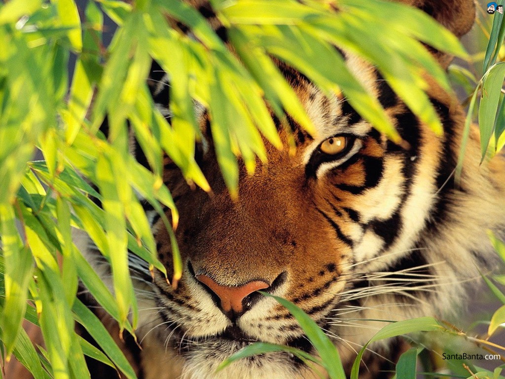 Tiger in Dream