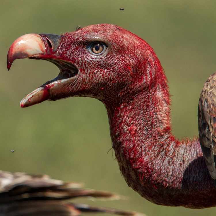 Vulture after meal Birds That Represent Strength: Discover the Power of Birds