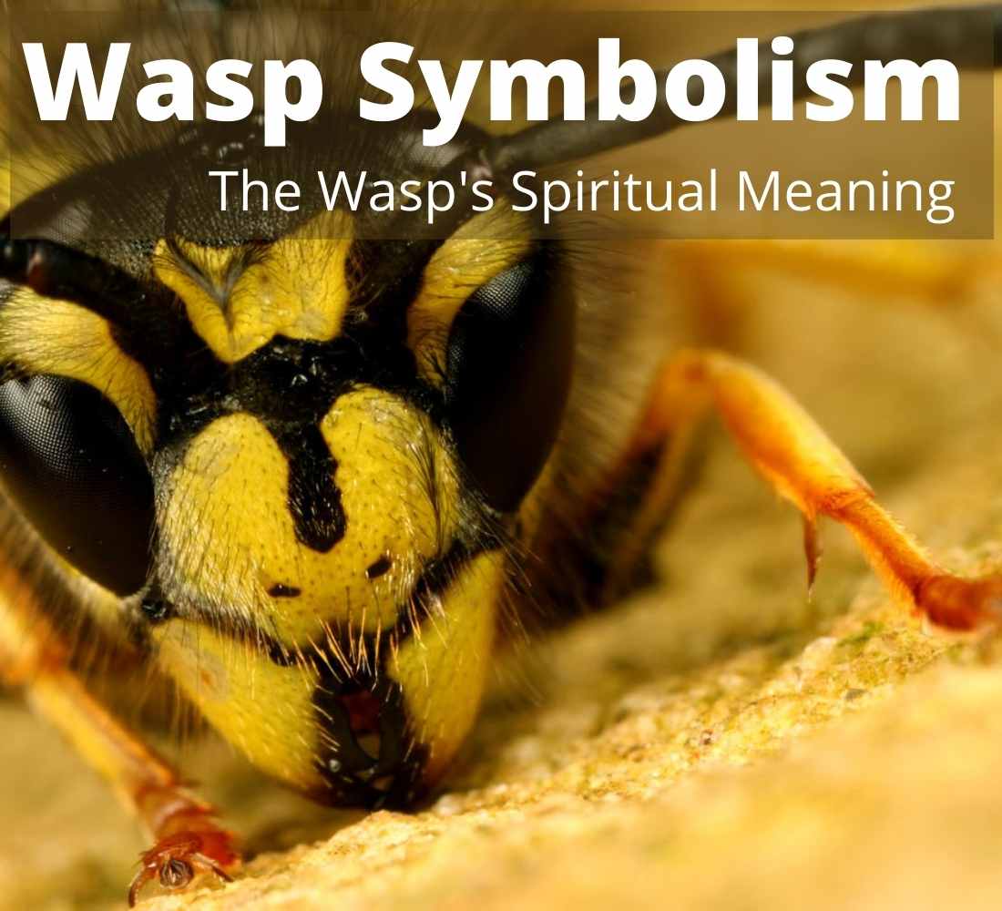 Wasp Symbolism