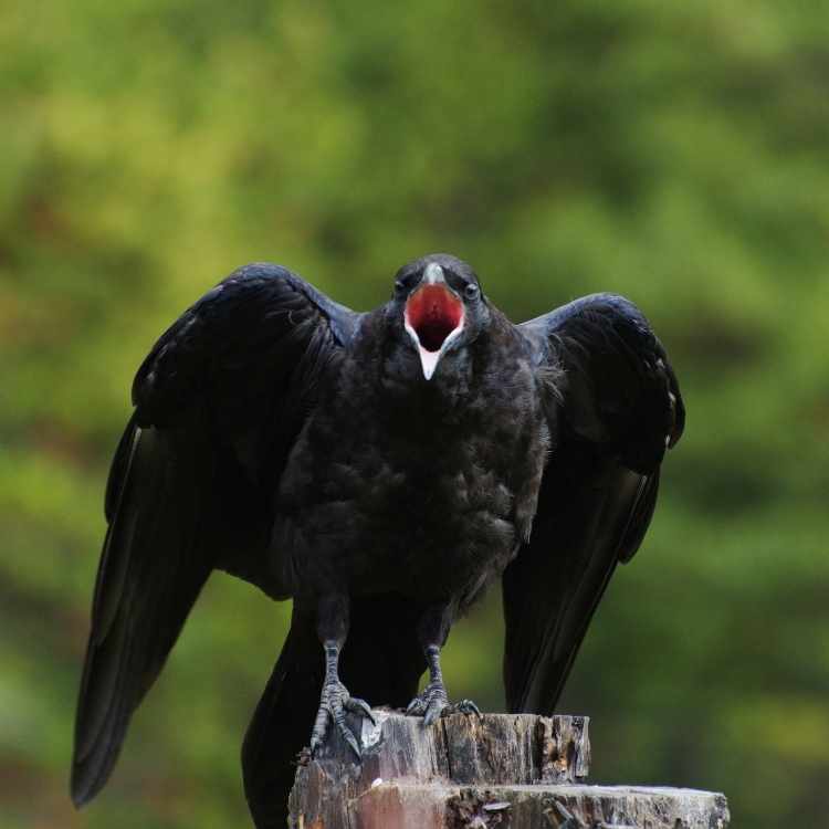 angry crow