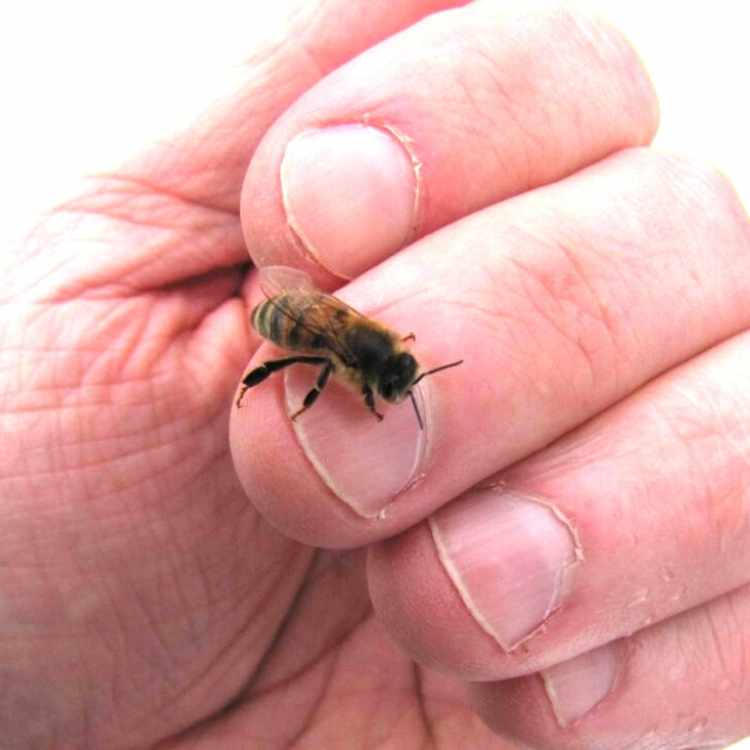 bee landing hand