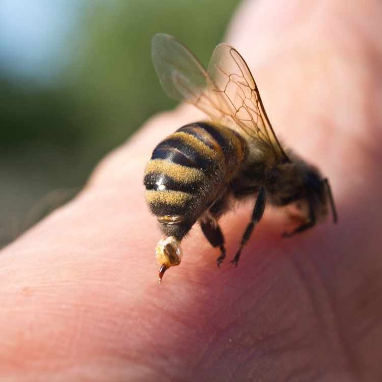 bee sting spiritual