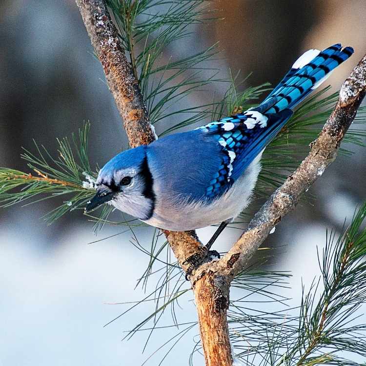 blue jay beautiful feathers Blue Jay Vs Cardinal - A Full Guide About Differences (All you Need to Know)