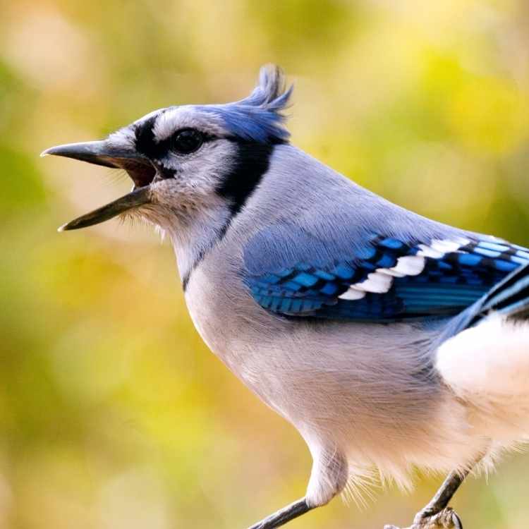 blue jay singing