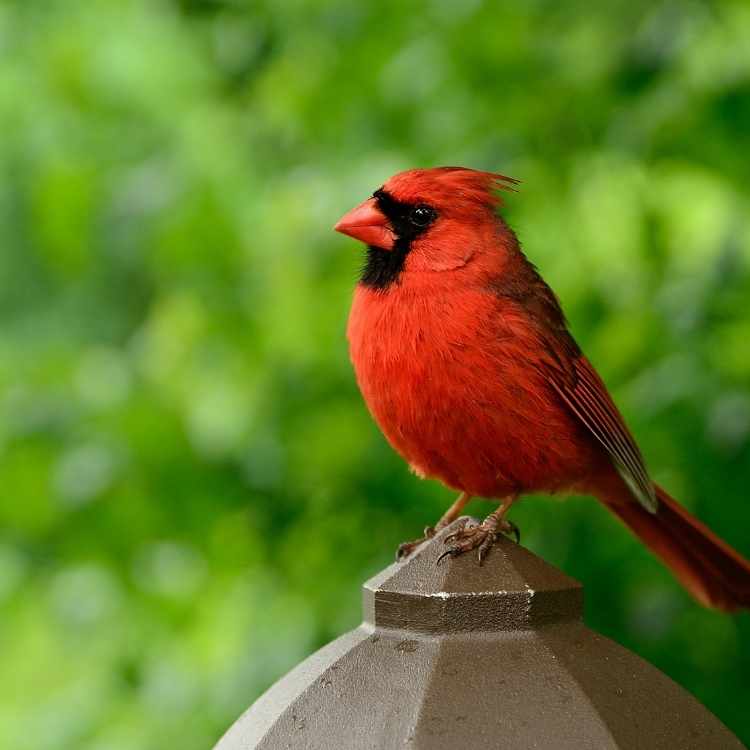 cardinal bird