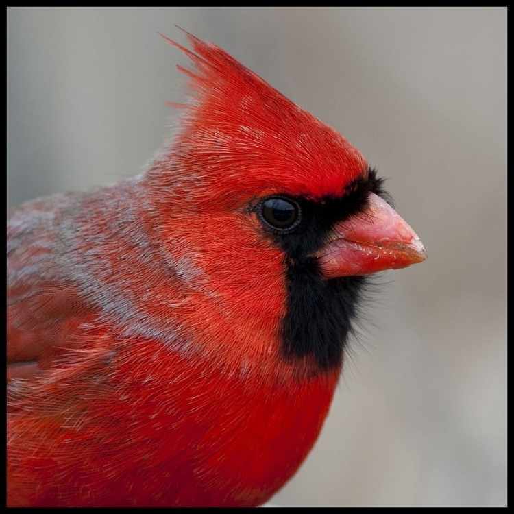 cardinal head Red Robin vs Cardinal Showdown: Unveiling Key Differences