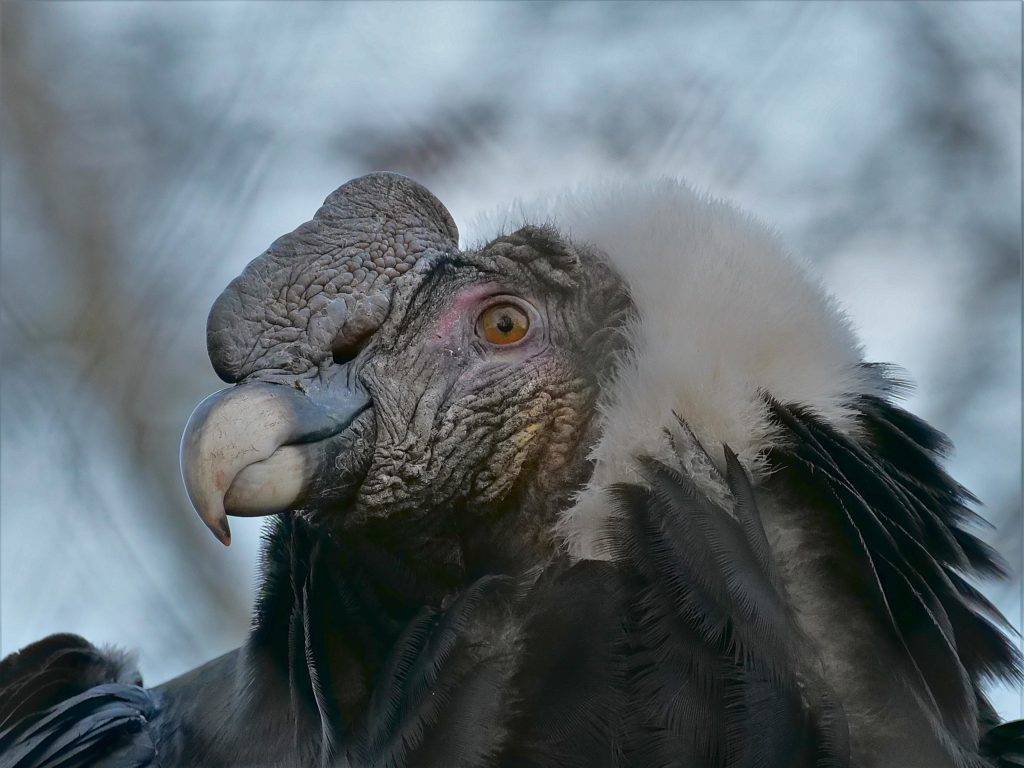 condor head