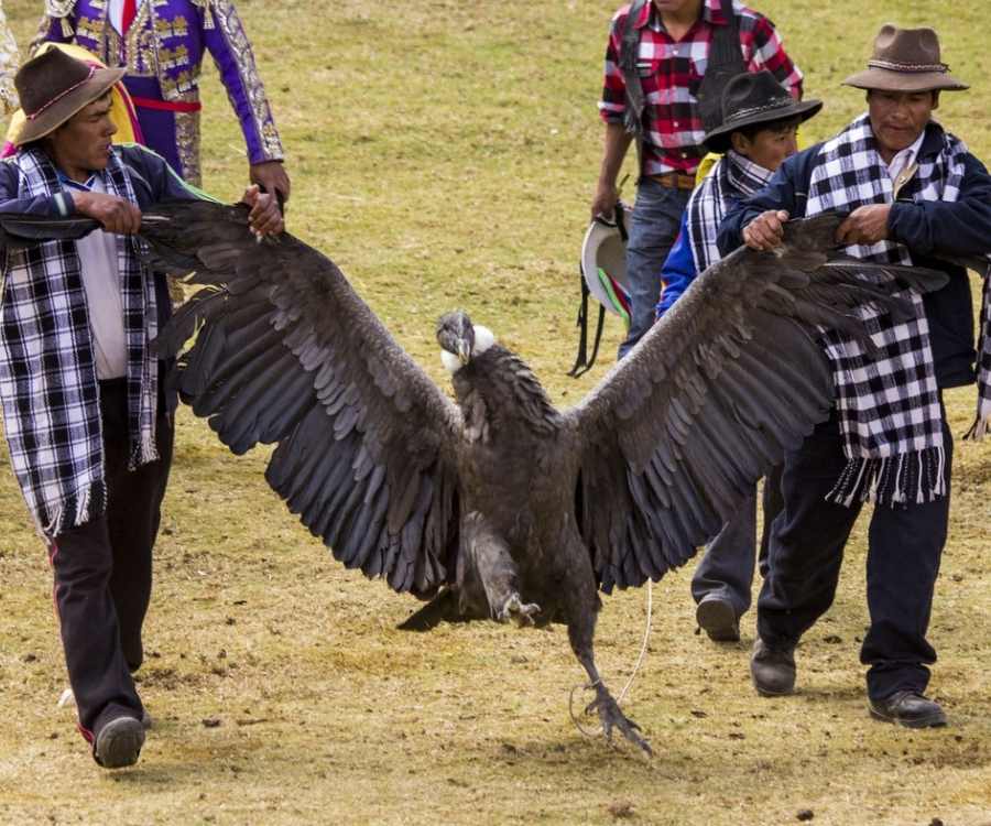 condor large peru